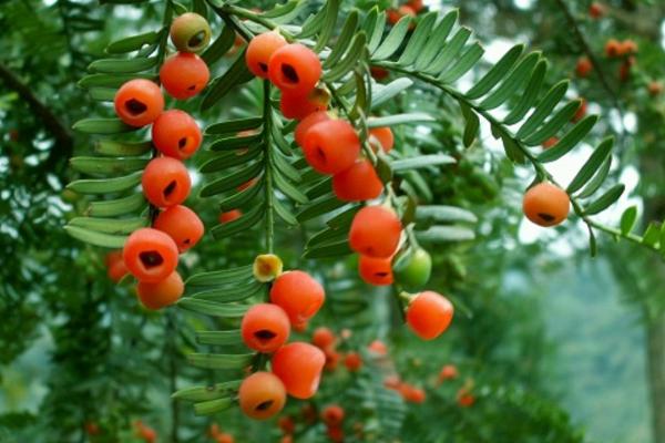 紅豆杉幾年開花結果 紅豆杉怎么吃