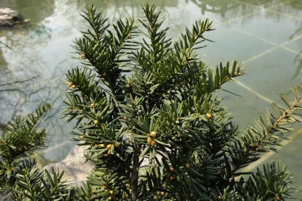 紅豆杉幾年開花結果 紅豆杉怎么吃