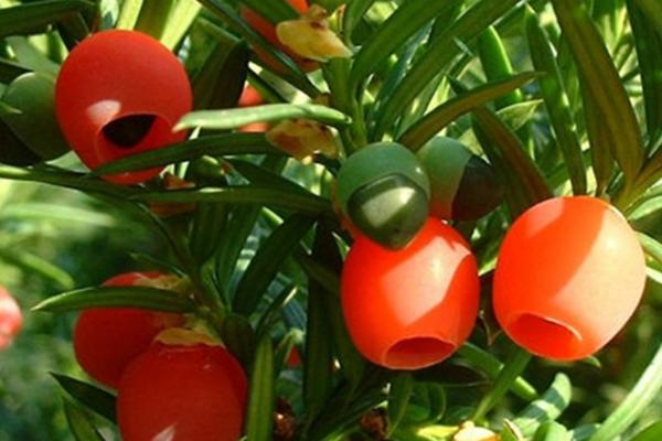 紅豆杉幾年開花結果 紅豆杉怎么吃