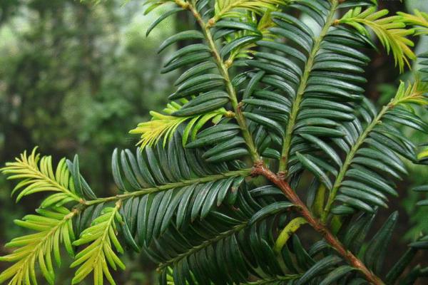 紅豆杉幾年開花結果 紅豆杉怎么吃