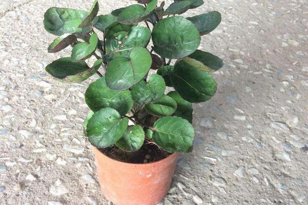 家里養金錢兜好嗎 養金錢兜對風水的作用（位置擺放）