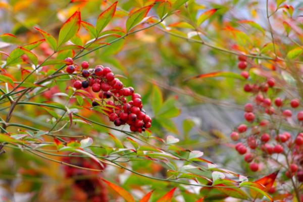 南天竹盆景怎么修剪枝葉造型好看 南天竹怎么澆水