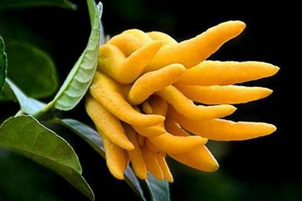 佛手怎么種 佛手種植方法與注意事項