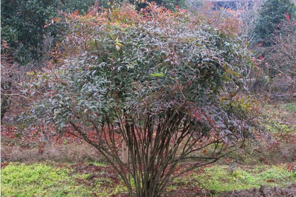 南天竹盆景怎么修剪枝葉造型好看 南天竹怎么澆水