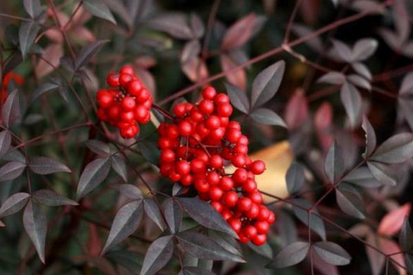 南天竹盆景怎么修剪枝葉造型好看 南天竹怎么澆水