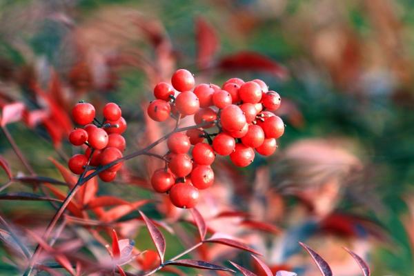 南天竹盆景怎么修剪枝葉造型好看 南天竹怎么澆水