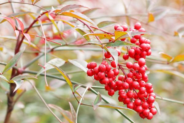 南天竹盆景怎么修剪枝葉造型好看 南天竹怎么澆水