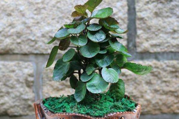 金錢兜怎么修剪枝葉 金錢兜繁殖方法