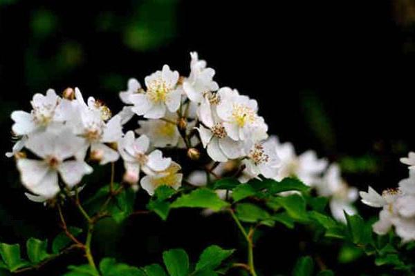 花開荼蘼下一句是什么 荼蘼是什么意思