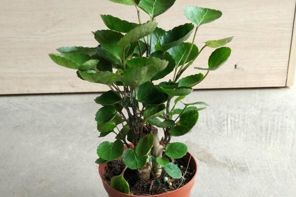 金錢兜葉子變黃怎么辦 金錢兜掉葉子的原因及解決方法