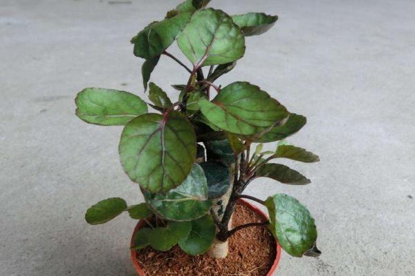 金錢兜葉子變黃怎么辦 金錢兜掉葉子的原因及解決方法