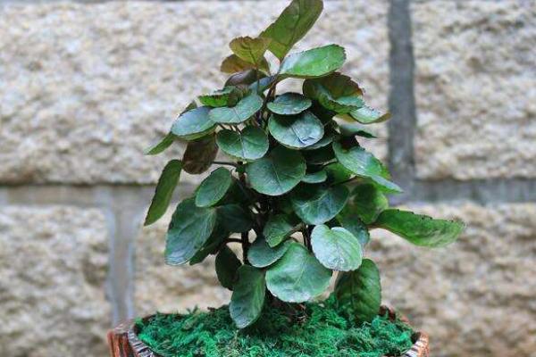 金錢兜葉子變黃怎么辦 金錢兜掉葉子的原因及解決方法