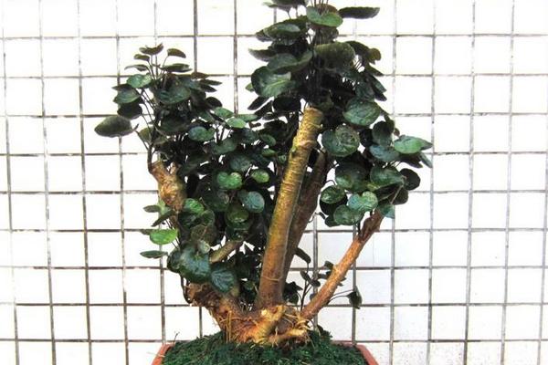 金錢兜葉子變黃怎么辦 金錢兜掉葉子的原因及解決方法