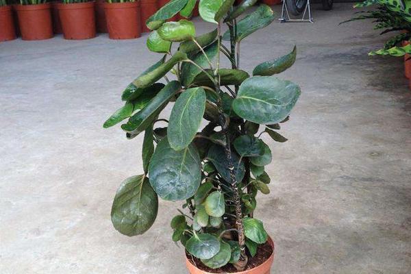 金錢兜葉子變黃怎么辦 金錢兜掉葉子的原因及解決方法