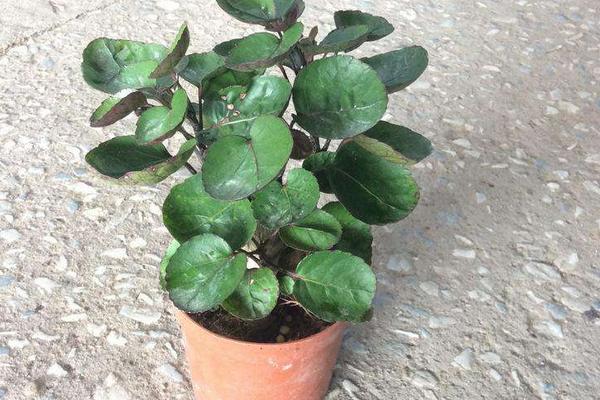 金錢兜葉子變黃怎么辦 金錢兜掉葉子的原因及解決方法