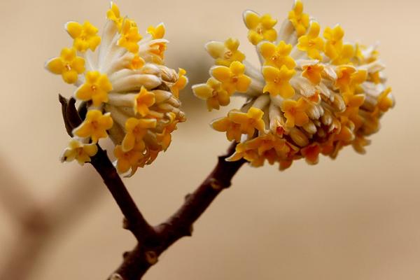 結(jié)香花市場(chǎng)價(jià)格多少錢一棵 結(jié)香花怎么養(yǎng)