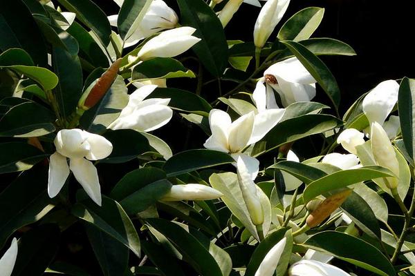 深山含笑市場價格多少錢一棵(5公分、8公分、10公分、14公分等) 深山含笑的種植方法