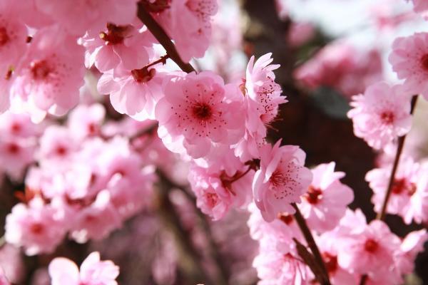 美人梅樹苗市場價格多少錢一棵（3公分、4公分、5公分等） 美人梅怎么養