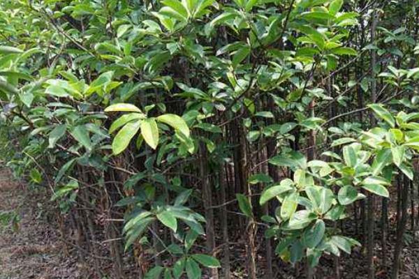 深山含笑市場價格多少錢一棵(5公分、8公分、10公分、14公分等) 深山含笑的種植方法