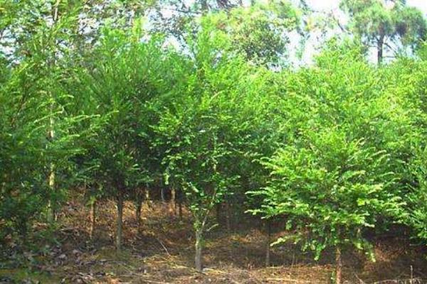 深山含笑市場價格多少錢一棵(5公分、8公分、10公分、14公分等) 深山含笑的種植方法