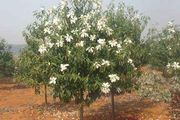 深山含笑市場價格多少錢一棵(5公分、8公分、10公分、14公分等) 深山含笑的種植方法