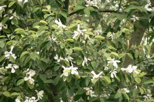 深山含笑市場價格多少錢一棵(5公分、8公分、10公分、14公分等) 深山含笑的種植方法