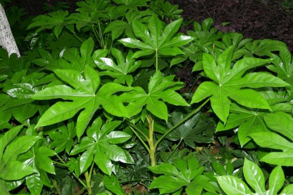 家里養(yǎng)八角金盤好嗎 八角金盤對風水的作用