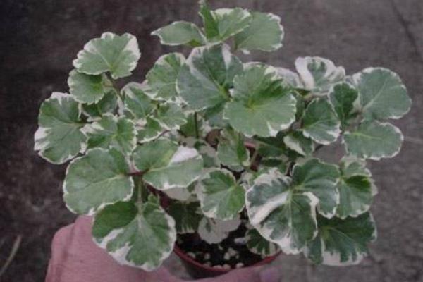 福祿桐怎么澆水（多久澆一次） 福祿桐葉子發黃怎么辦