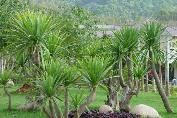 家庭養(yǎng)龍血樹好嗎 養(yǎng)龍血樹對(duì)風(fēng)水的作用