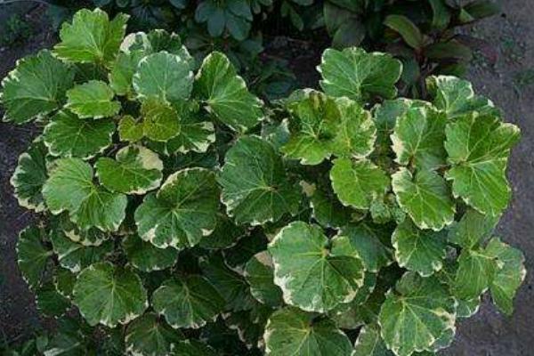 福祿桐怎么澆水(多久澆一次) 福祿桐葉子發(fā)黃怎么辦