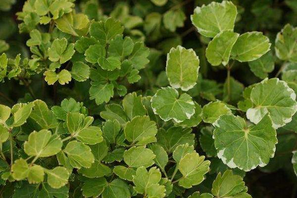 福祿桐怎么澆水(多久澆一次) 福祿桐葉子發(fā)黃怎么辦