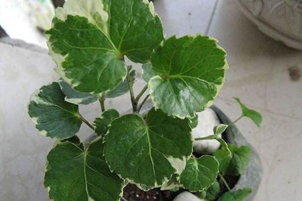 福祿桐怎么澆水(多久澆一次) 福祿桐葉子發(fā)黃怎么辦