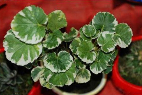 福祿桐怎么澆水(多久澆一次) 福祿桐葉子發(fā)黃怎么辦