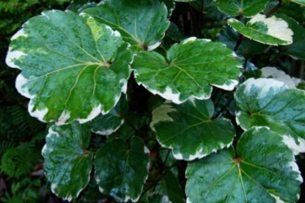 福祿桐怎么澆水(多久澆一次) 福祿桐葉子發(fā)黃怎么辦