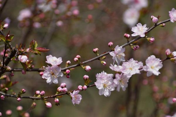 郁李有毒嗎 郁李果實能吃嗎