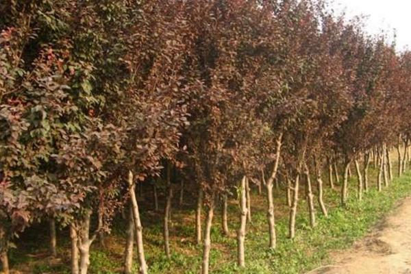 紫葉李市場價格多少錢一棵（10公分、15公分等） 紫葉李的養殖方法和注意事項