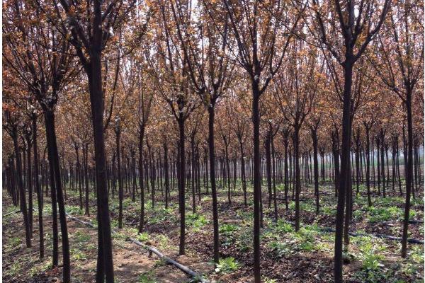 紫葉李市場價格多少錢一棵（10公分、15公分等） 紫葉李的養殖方法和注意事項