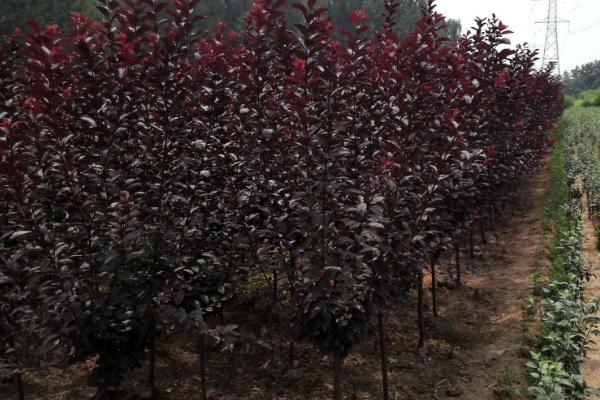 紫葉李市場價格多少錢一棵（10公分、15公分等） 紫葉李的養殖方法和注意事項
