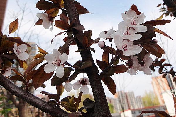 紫葉李市場價格多少錢一棵（10公分、15公分等） 紫葉李的養殖方法和注意事項