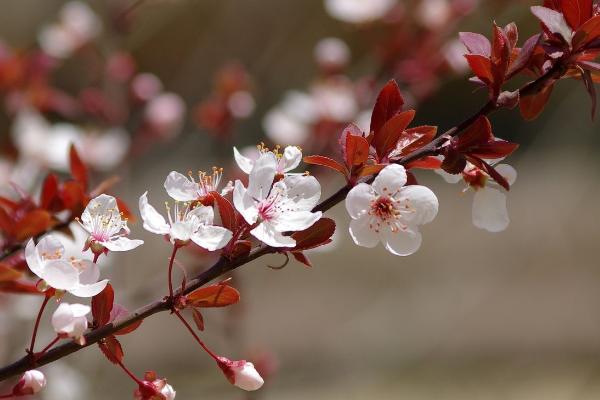 紫葉李市場價格多少錢一棵（10公分、15公分等） 紫葉李的養殖方法和注意事項