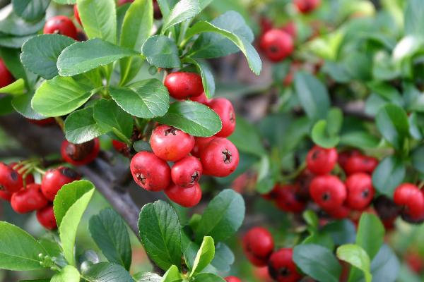 朱砂根有毒嗎 朱砂根能放在室內(nèi)臥室嗎