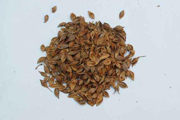 連翹市場價格多少錢一斤 連翹的功效作用