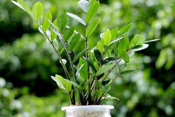 金錢樹葉子變黃怎么辦 金錢樹掉葉子的解決方法