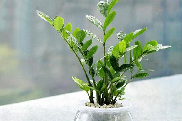 金錢樹水培養殖方法與注意事項 金錢樹怎么換盆