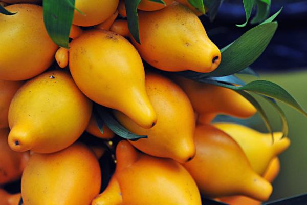 黃金果功效與作用及禁忌 黃金果藥用價值