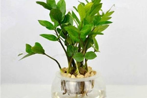 金錢樹水培養殖方法與注意事項 金錢樹怎么換盆
