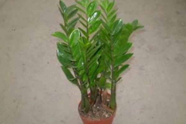 金錢樹水培養殖方法與注意事項 金錢樹怎么換盆