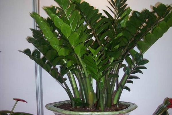 金錢樹水培養殖方法與注意事項 金錢樹怎么換盆