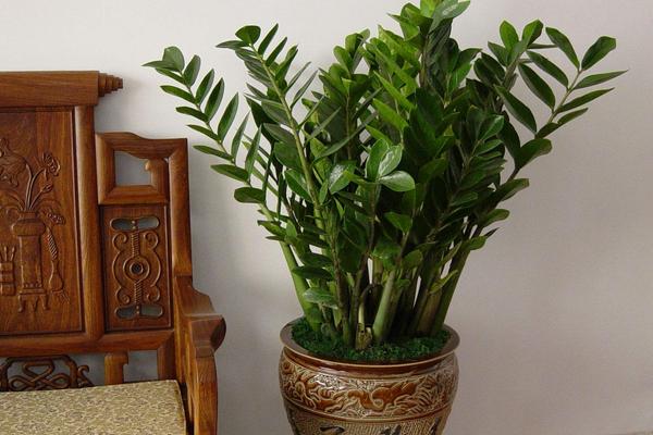 金錢樹水培養殖方法與注意事項 金錢樹怎么換盆