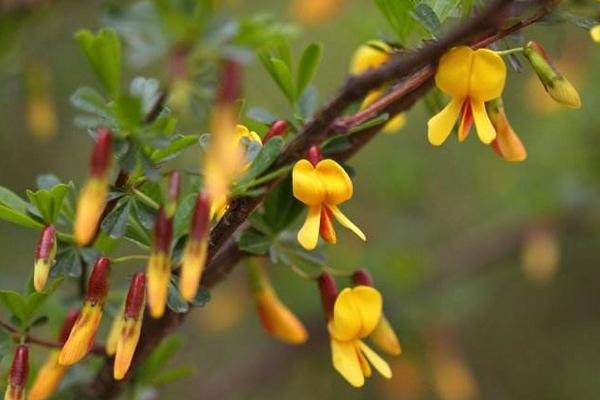 錦雞兒功效與作用 錦雞兒藥用價值